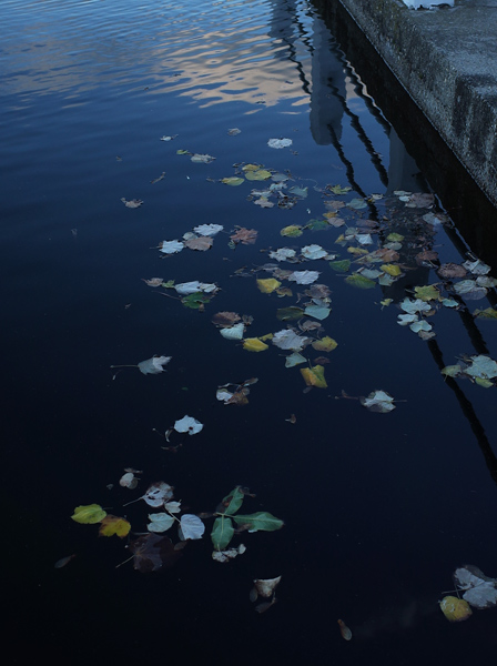710 :: Leaves on water (Bc)
